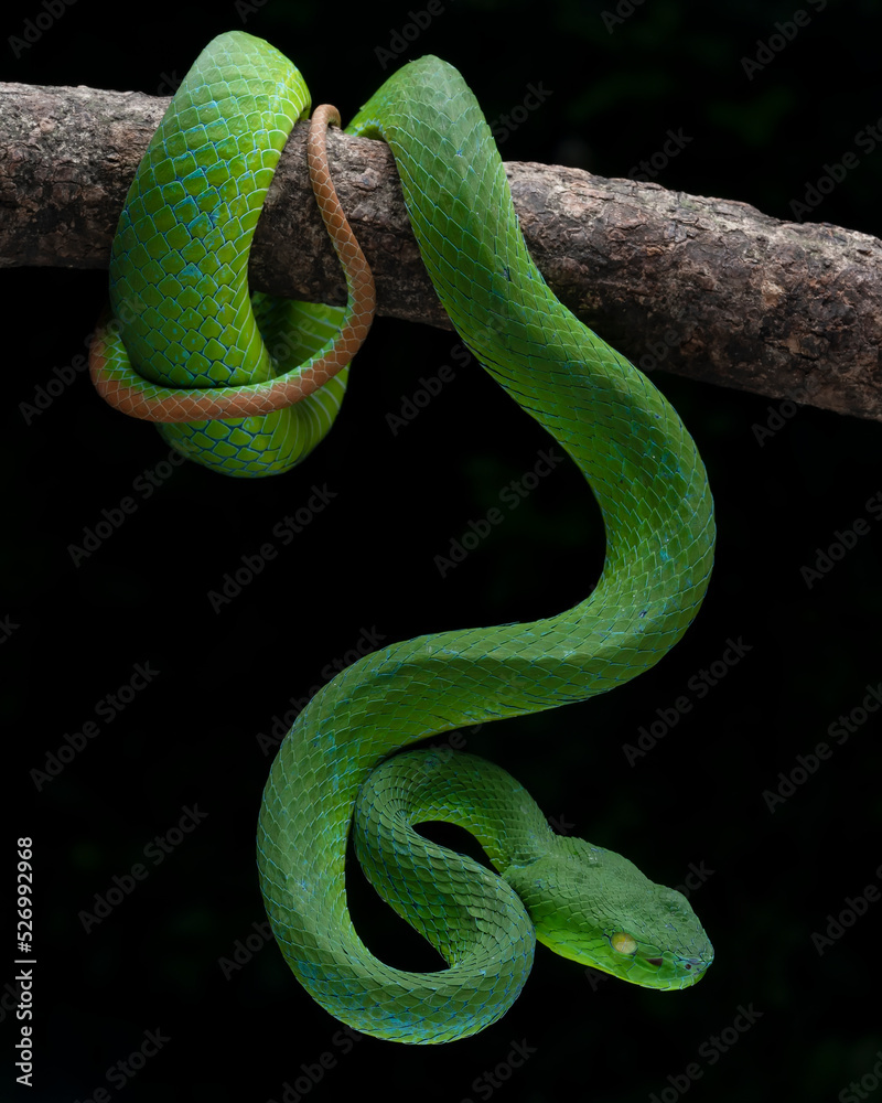 Barat Bamboo Pitviper (Trimeresurus popeiorum barati) on tree branch. Trimeresurus popeiorum barati is a venomous pitviper subspecies endemic to Indonesia.