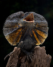 The Frilled-necked Lizard (Chlamydosaurus Kingii) Is Showing An Angry Expression.