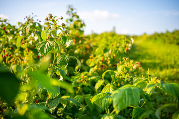 Branches of ripe red juicy raspberry in raspberry self-picking plantation in Czech republic