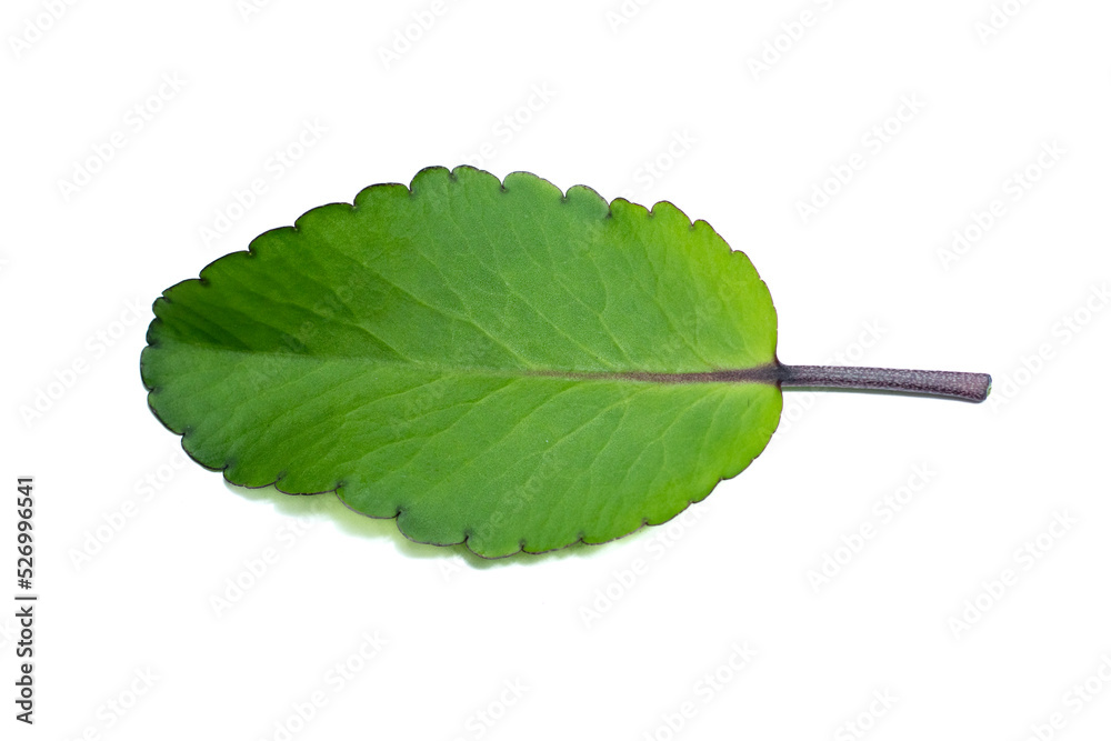 patharkuchi (Patharchatta) leaf With White background, kalanchoe ...