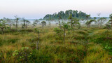 Fototapeta Sawanna - warm sun sunrise in swamp landscape, foggy swamp with summer colors, natural swamp vegetation, swamp pines