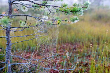 Wall Mural - spider web against sunrise in swamp with fog, spider web trap,.spider web in the pine forest, spider kingdom in the swamp