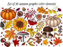 Vector Set Of 36 Autumn Elements. Maple Leaf, Chestnut, Rowan, Fallen Leaves, Acorns, Physalis, Maple Seeds, Sunflower, Pumpkin, Ginkgo, Fly Agaric, Chanterelles, Porcini Mushroom, Mushrooms