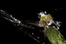 A Gush Of Water Is Poured Over A Prickly Pear With Two Fruits. The Water Drops Jump In All Directions. The Background Is Black. There Is Space For Text.
