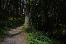 The Forest Path That Goes Through Hafod Estate Near Devils Bridge
