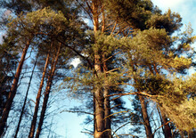 Green Pine Trees Pine Forest Blue Sky Background Bottom Up View