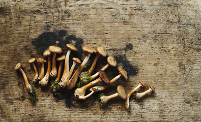 Wall Mural - Fresh honey mushrooms on an old wooden surface, top view