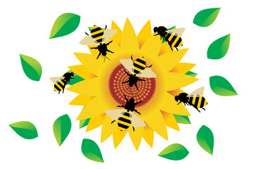 Wall Mural - sunflowers and bees. sunflower bees. yellow and beautiful sunflower blooming