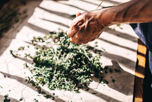 Senior Florist Collecting Dried Herbs Selective Focus. Rustic Table With Seasoning Heap And Old Human Hand. Homeopathy Apothecary Preparing Mint, Thyme, Oregano Or Rosemary Aromatic Herbal Plant
