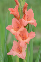 Wall Mural - gladiolus blossom in peach color tone.