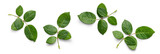 Fototapeta  - A collection of small rose leaf twigs with five leaves isolated against a flat background.