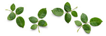 A Collection Of Small Rose Leaf Twigs With Five Leaves Isolated Against A Flat Background.