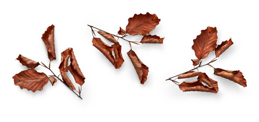 Canvas Print - A collection of dried autumn leaves on a branch, twig, isolated against a flat background.