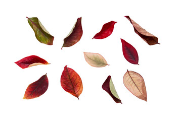 Wall Mural - collection of colourful autumn leaves isolated on a flat background.