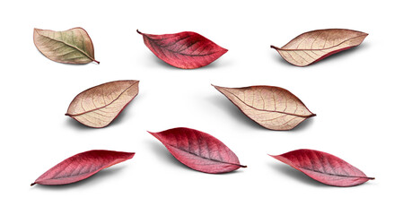 Wall Mural - a collection of rustic autumn golden red and brown leaves showing the veins of the leaf isolated on 
