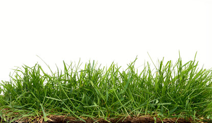 Fresh green grass isolated against a transparent background