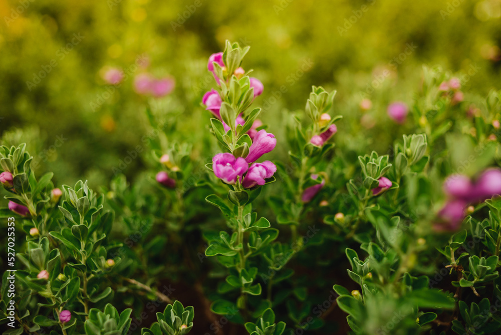 Botones de flor en plantas verdes Stock Photo | Adobe Stock