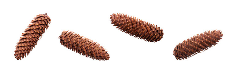 Wall Mural - A collection of large, long open pinecones for Christmas tree decoration isolated against a flat background.