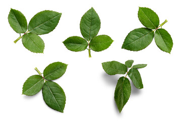 a collection of rose leaf twigs with three leaves isolated against a flat background.