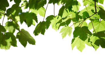 Wall Mural - fresh spring green colour of sycamore tree leaves in summer, tree canopy foliage isolated against a 