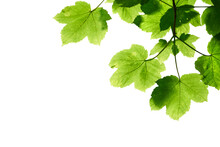 Fresh Spring Green Colour Of Sycamore Tree Leaves In Summer, Tree Canopy Foliage Isolated Against A Flat Background.