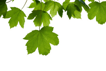Wall Mural - fresh spring green colour of sycamore tree leaves in summer, tree canopy foliage isolated against a 