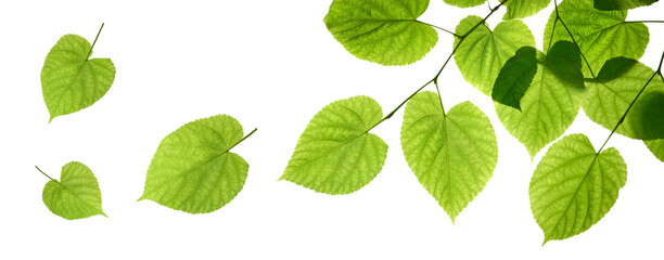 Wall Mural - fresh spring, summer green foliage of tree leaves against a flat background