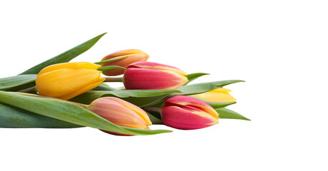 Wall Mural - a side view, closeup of a collection of red, yellow and white tulip flowers isolated on a flat table