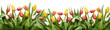 Red, yellow and white tulip flowers and leaves border isolated on a flat background.