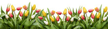 Red, Yellow And White Tulip Flowers And Leaves Border Isolated On A Flat Background.