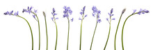 A Collection Of Real Bluebell Flowers Isolated On A Flat Background