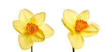 Two Yellow Daffodil Flowers Isolated Against A Flat Background.