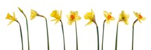 A Collection Of Yellow Daffodils Flowers Isolated Against A Flat Background.