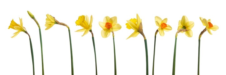 Wall Mural - a collection of yellow daffodils flowers isolated against a flat background.