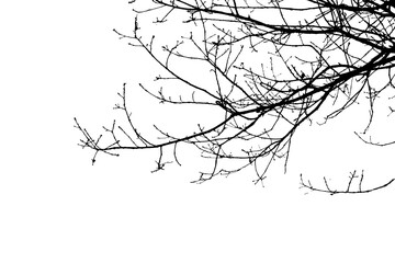Wall Mural - bare tree branches in winter isolated against a flat background.