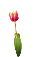 Wall Mural - a single red and yellow tulip flower isolated on a flat background.