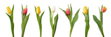 A Collection Of Red And Yellow Tulip Flowers Isolated On A Flat Background.