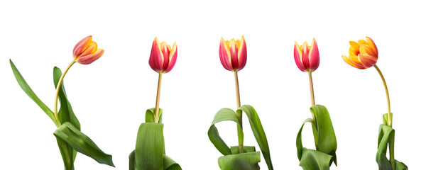 Wall Mural - a collection of red and yellow tulip flowers isolated on a flat background.