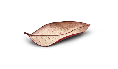 Wall Mural - rustic autumn golden red and brown leaves showing the veins of the leaf isolated on a flat backgroun