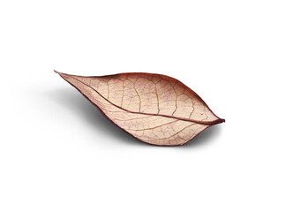 Wall Mural - rustic autumn golden red and brown leaves showing the veins of the leaf isolated on a flat backgroun