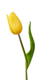 Fototapeta Tulipany - A yellow tulip flower isolated on a flat background
