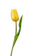 A Yellow Tulip Flower Isolated On A Flat Background