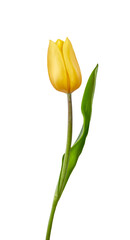 Wall Mural - a yellow tulip flower isolated on a flat background