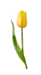 Wall Mural - a yellow tulip flower isolated on a flat background