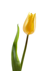 Wall Mural - a yellow tulip flower isolated on a flat background
