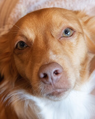 Face of mixed breed female dog with silky reddish orange and white coat, light greenish yellow eyes, and a pink nose is close up expressing doggie love.