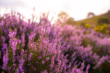 purple pink heather in bloom ginkel heath ede in the denmark