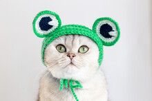 A Funny White Cat Sitting In A Green Knitted Hat In The Form Of A Frog