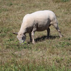 Wall Mural - sheep in field