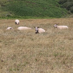 Sticker - sheep and lambs